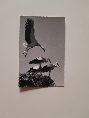 AK Vogelwelt Neusiedlersee Storchenhorst.