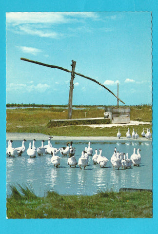 AK Motiv aus dem Burgenland. Gänse beim Ziehbrunnen.