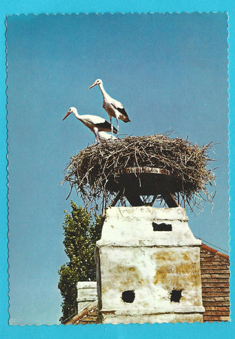 AK Motiv aus dem Burgenland. Störche im Nest.