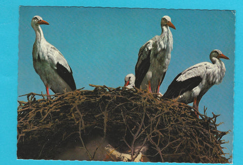 AK Storchennest. Neusiedlersee.