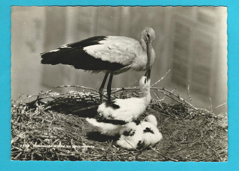 AK Storchennest in Rust am Neusiedlersee.