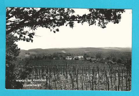 AK Weingut bei Kohfidisch. (Csaterberg)