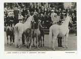 AK Königin Elisabeth II von England im Lippizanergestüt Piber - Köflach.