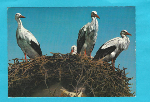 AK Burgenland. Neusiedlersee. Storchennest.