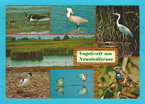 AK Vogelwelt am Neusiedlersee.