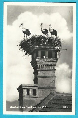 AK Storchidyll am Neusiedlersee. (1957)